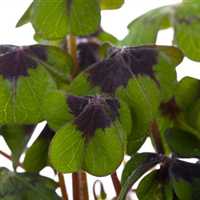 Gartencenter Zimmermann - Pflanzen & mehr aus Erfurt