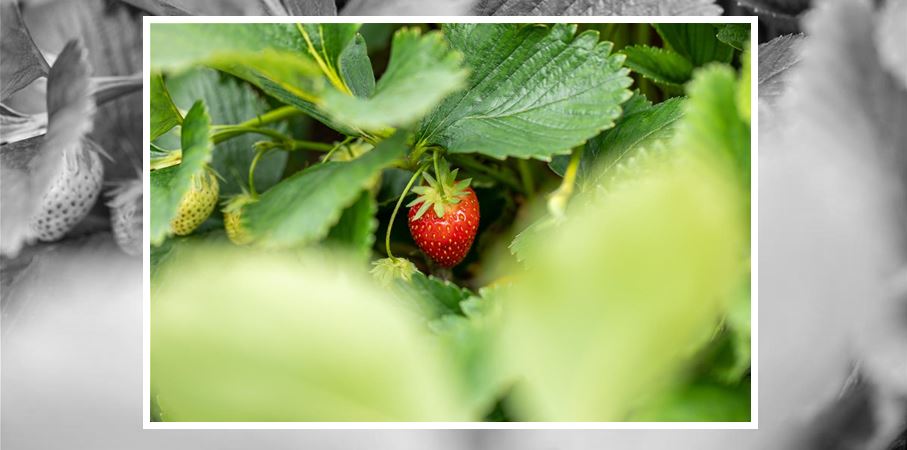 Gartencenter Zimmermann Pflanzen & mehr in Erfurt