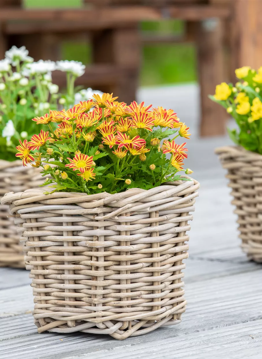 Gartencenter Zimmermann - Pflanzen & mehr in Erfurt