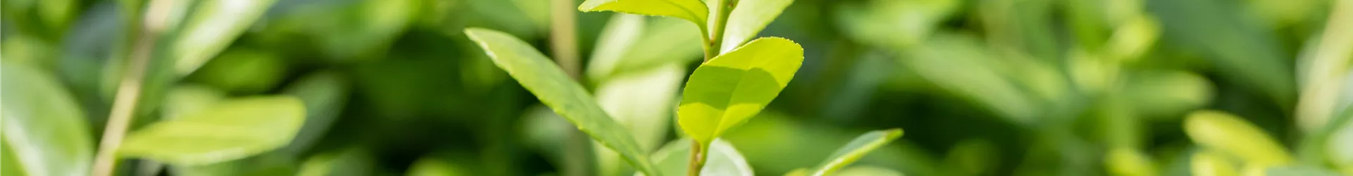 Ilex crenata 'Rotundifolia' Ilex crenata 'Rotundifolia'