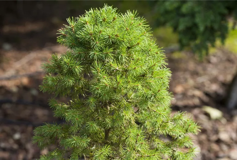 Picea glauca 'Biesenthaler Frühling'