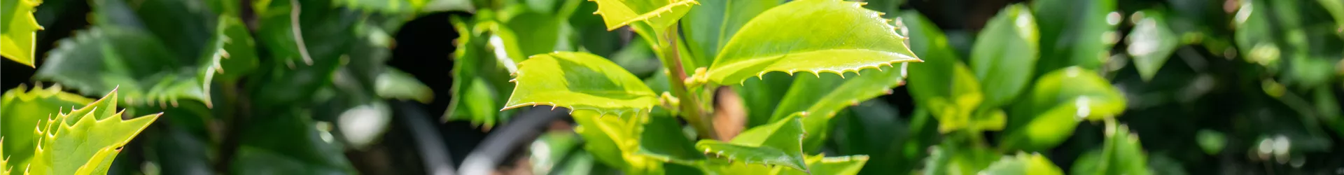 Ilex meserveae 'Heckenstar'(s)