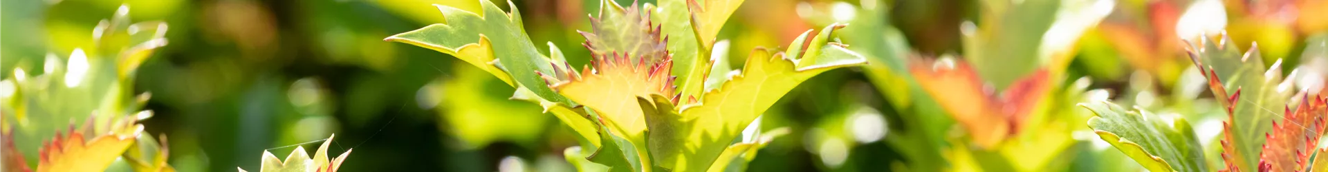 Ilex meserveae 'Little Rascal'® Ilex meserveae 'Little Rascal'®