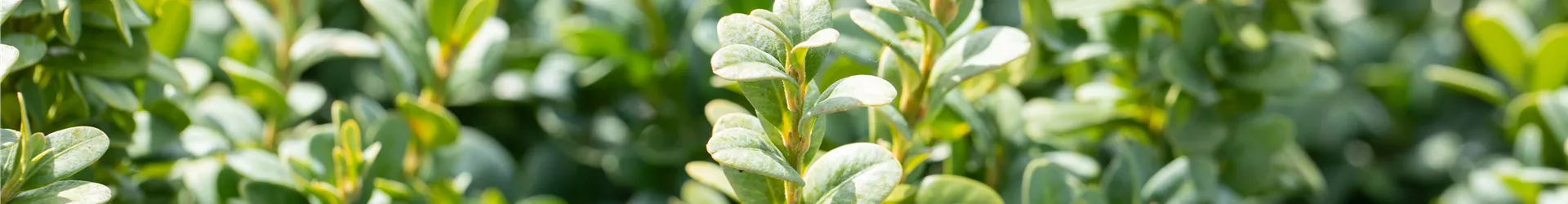Buxus sempervirens 'Blauer Heinz'