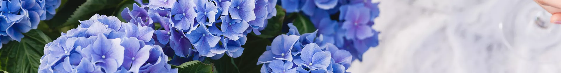 Blaue Hortensie