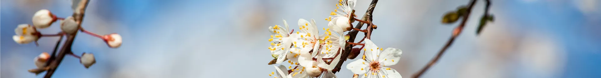 Prunus incisa Prunus incisa