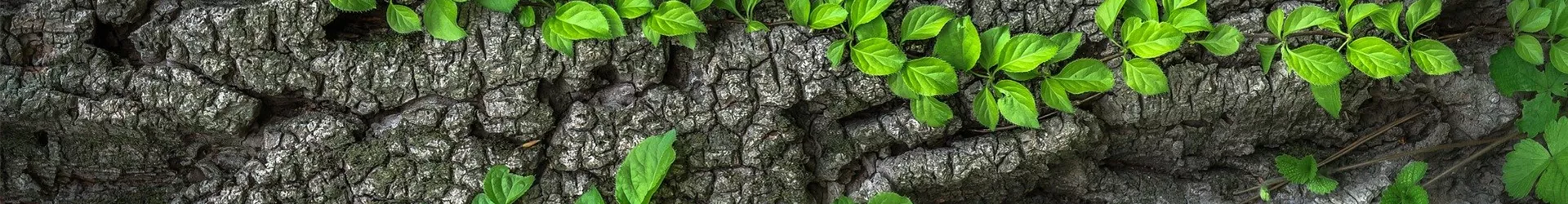 wood-1350175_1920 wood-1350175_1920