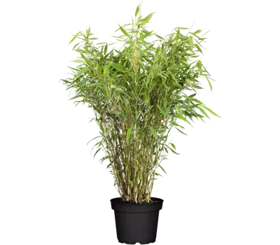 Bambus Sonnenschein 40-60cm