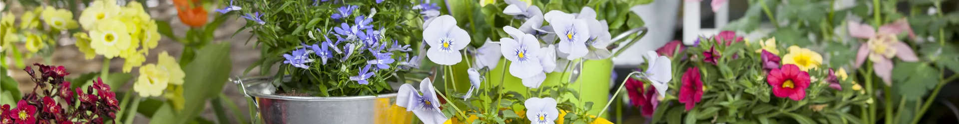 Frühlings-Mix Frühlings-Mix