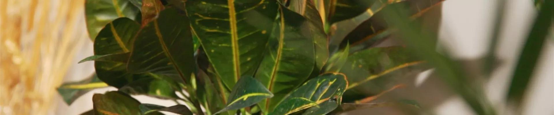 Wunderstrauch - Umtopfen (Thumbnail) Wunderstrauch - Umtopfen (Thumbnail)