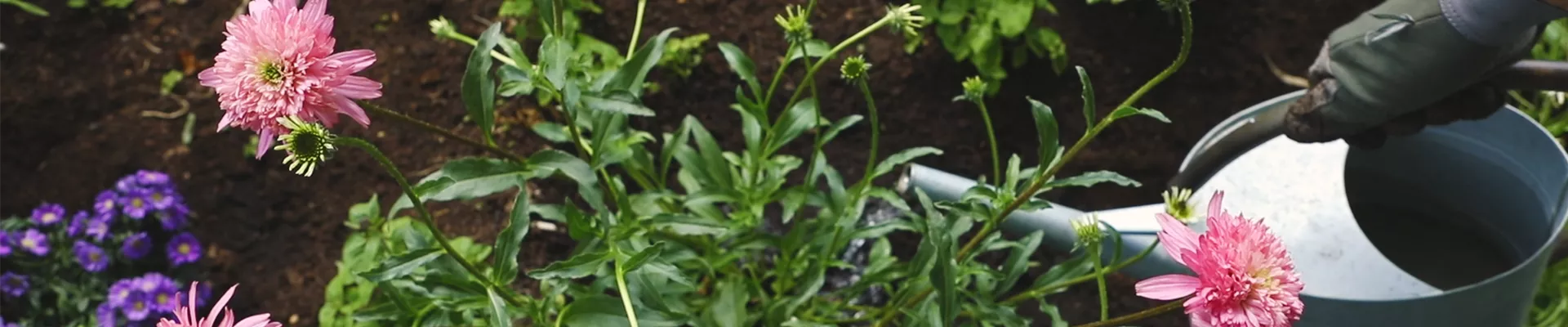 Sonnenhut - Einpflanzen im Garten (thumbnail)