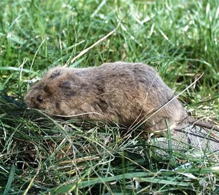 Das jeweils richtige Mittel zur Schädlingsbekämpfung finden