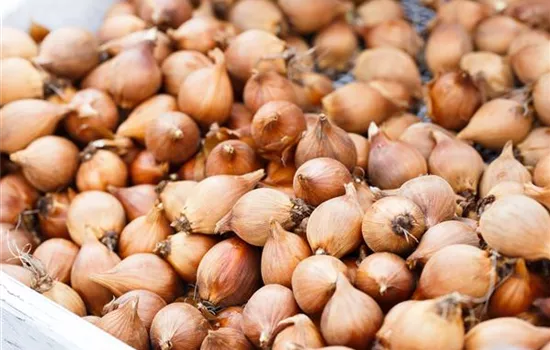 Blumenzwiebeln – kleine Zwiebeln mit großer Wirkung Blumenzwiebeln – kleine Zwiebeln mit großer Wirkung