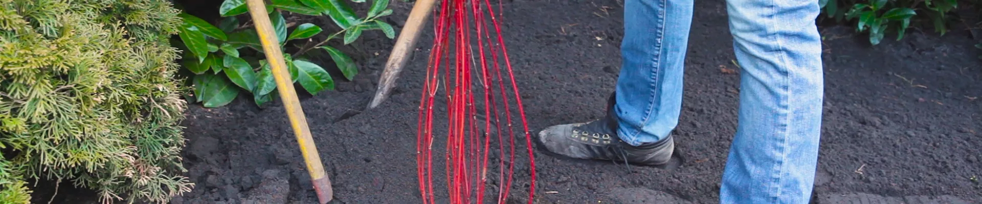 Hartriegel - Einpflanzen im Garten (thumbnail) Hartriegel - Einpflanzen im Garten (thumbnail)