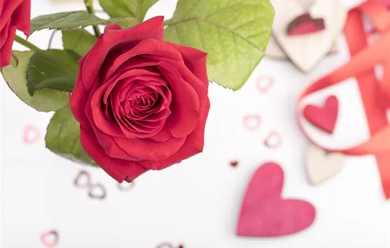 Der Valentinstag und seine Geschichte Der Valentinstag und seine Geschichte