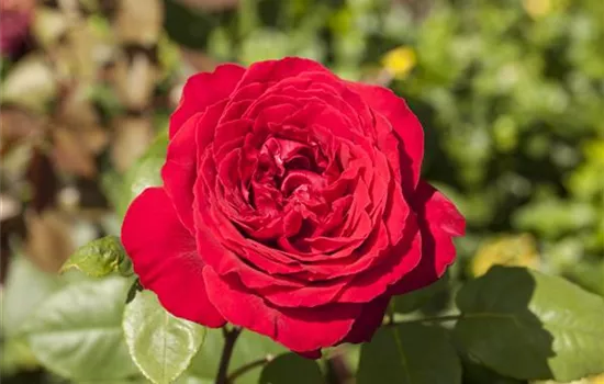 Rosen pflanzen und schneiden  Rosen pflanzen und schneiden