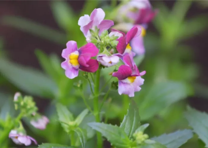 Elfenspiegel - Einpflanzen im Garten
