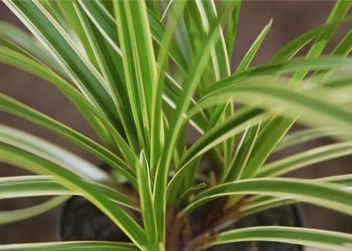 Japansegge - Einpflanzen im Garten Japansegge - Einpflanzen im Garten