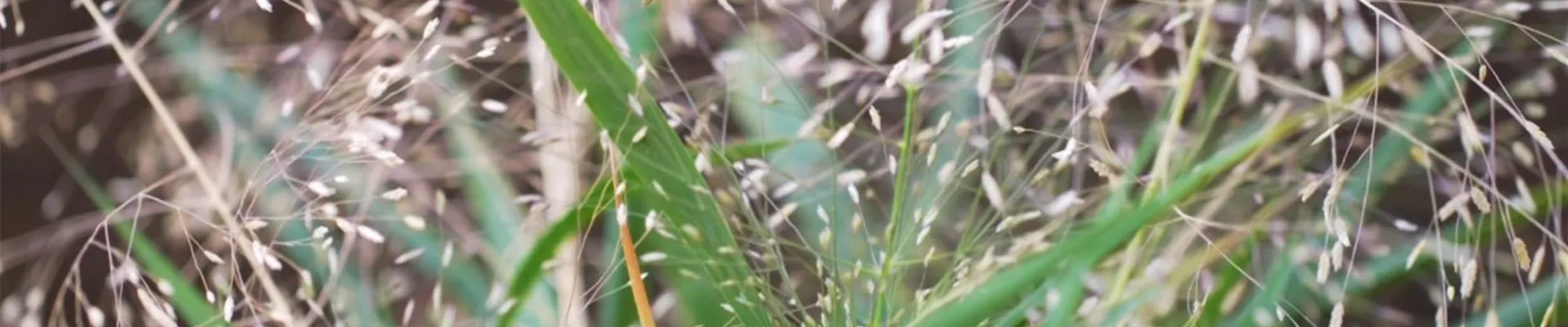 Liebesgras - Einpflanzen im Garten (Thumbnail) Liebesgras - Einpflanzen im Garten (Thumbnail)