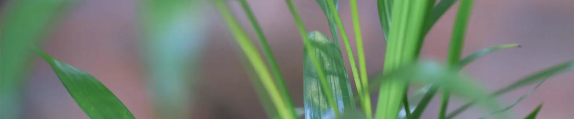 Katzenpalme - Umtopfen (thumbnail) Katzenpalme - Umtopfen (thumbnail)