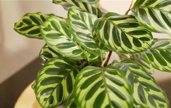 Zimmerpflanzenportrait - Korbmarante Zimmerpflanzenportrait - Korbmarante