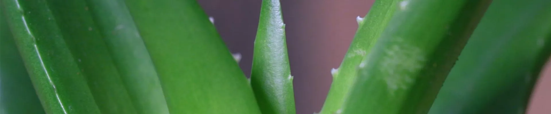 Ashampoo_Snap_Dienstag, 21. Juni 2022_10h17m42s_004_