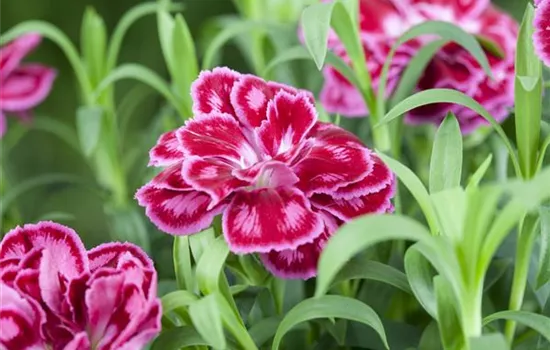 Die Auswahl von Trauerblumen und Grabbepflanzung Die Auswahl von Trauerblumen und Grabbepflanzung