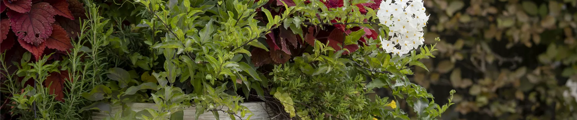 Laternen im Garten Laternen im Garten