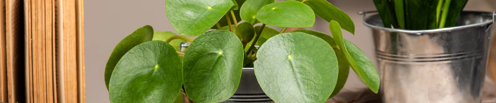 Pilea peperomioides Pilea peperomioides