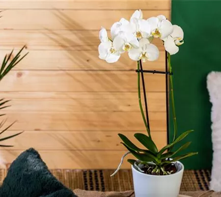 Die einmaligen Besonderheiten von Orchideen