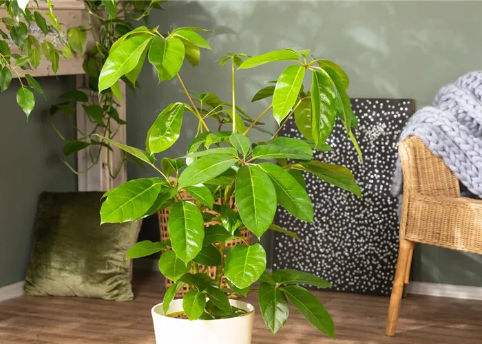 Die Vielfalt der Zimmerpflanzen ist unendlich und wunderschön Die Vielfalt der Zimmerpflanzen ist unendlich und wunderschön