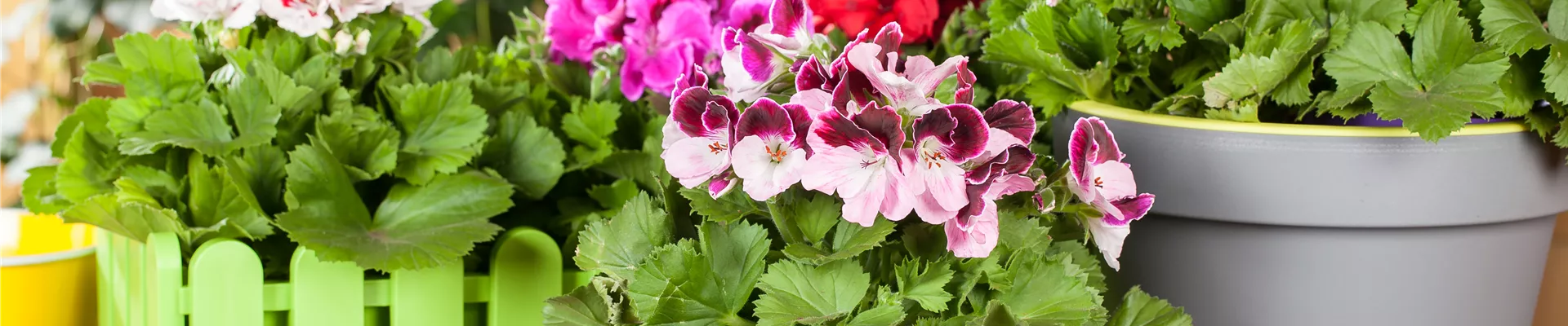 Pelargonium grandiflorum