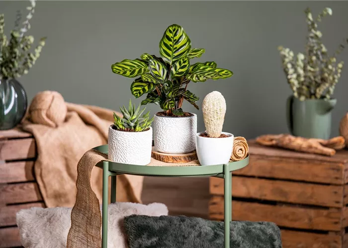 Kakteen und Sukkulenten – Die beliebtesten Kandidaten Kakteen und Sukkulenten – Die beliebtesten Kandidaten