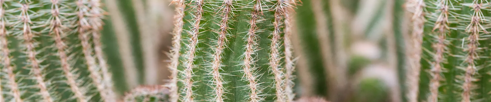 Chamaelobivia Chamaelobivia