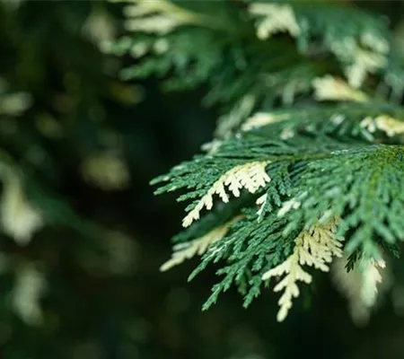 Nadelgehölze kaufen und das ganze Jahr Farbe genießen