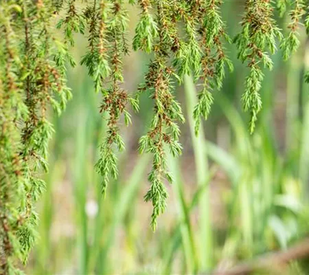 Nadelgehölze pflegen und damit gesund und frisch halten