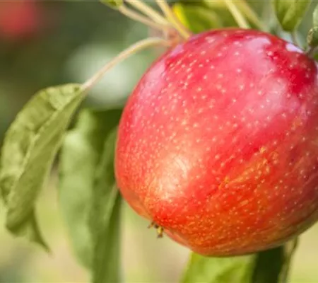 Apfelbäume im Garten – Eine reiche und leckere Ernte