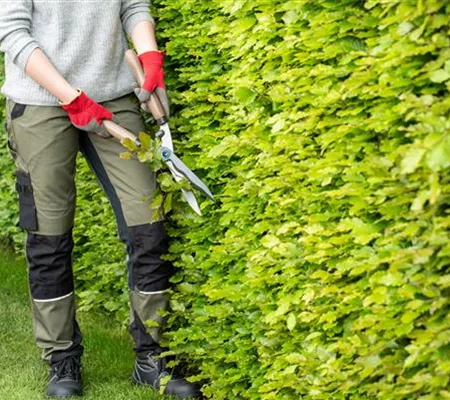 Dekorativ und praktisch zugleich: Die Hecke als Sichtschutz 