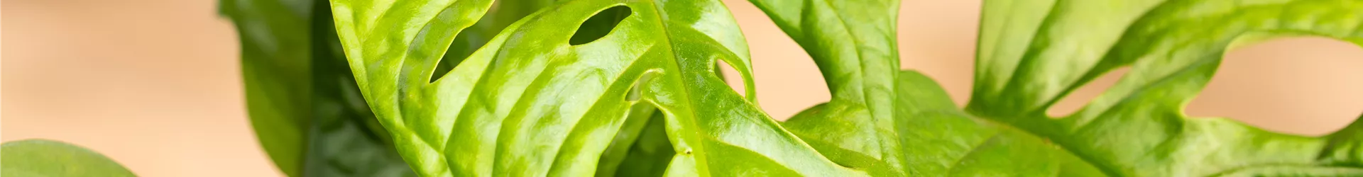 Monstera obliqua 'Monkey Leaf' Monstera obliqua 'Monkey Leaf'