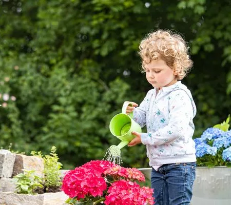 Für bunte Blütenpracht Hortensien pflegen und richtig düngen