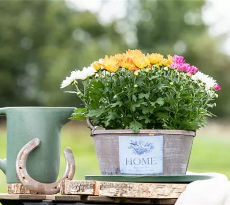 Gartengestaltung mit Pflanzgefäßen in verschiedenen Gärten