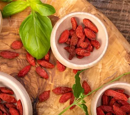 Goji-Beeren – Superfood aus Fernost im eigenen Garten
