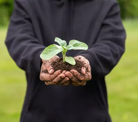 Immer eine gute Ernte: Das richtige Saatgut für das Hochbeet