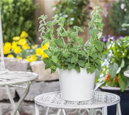 Mediterrane Kräuter im eigenen Garten – Genuss für alle Sinne