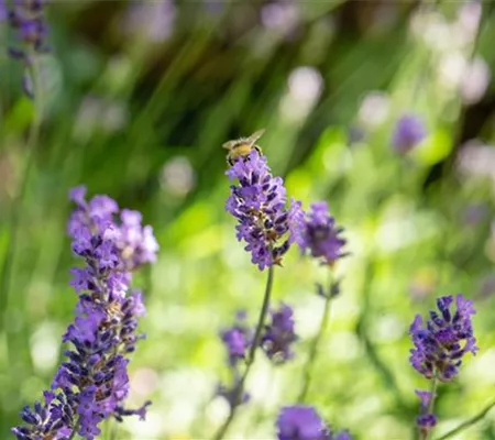 Mit Bienenpflanzen für den Balkon die Insekten unterstützen