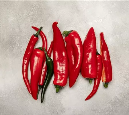 Paprika selber anbauen – Tipps für Anzucht und Ernte