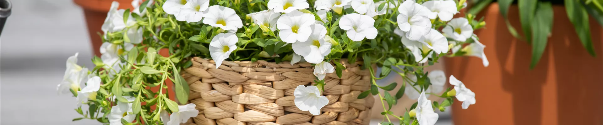 Calibrachoa, weiß