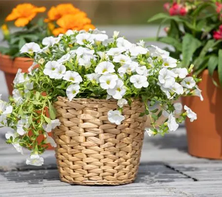 Pflanzgefäße aus unterschiedlichen Materialien – Eine Übersicht