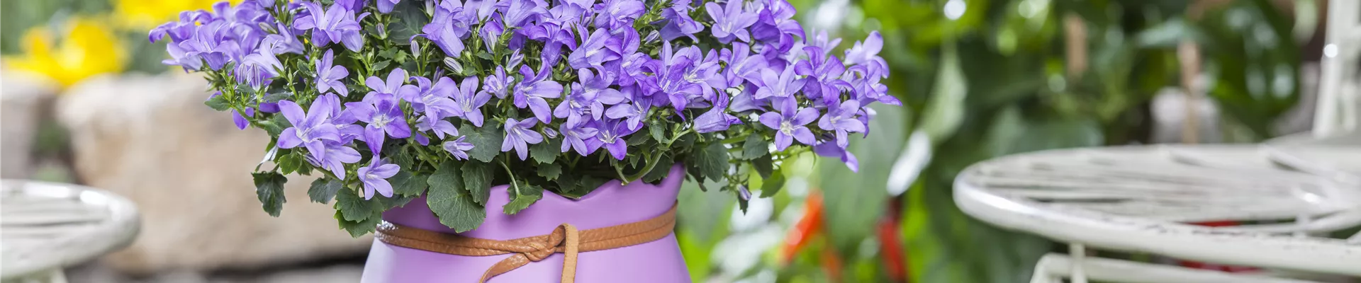 Campanula poscharskyana