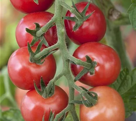 Tomaten – vielseitiges Gemüse für drinnen und draußen